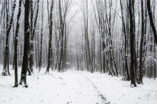 Hiver dans la forêt avec gel et neige sur les arbres — Photo