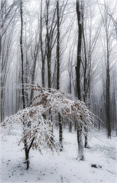 Neige dans une forêt avec gel sur les branches — Photo