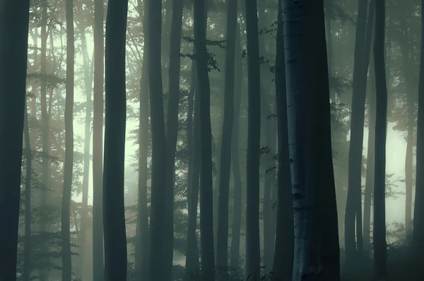 Krajobraz ciemnego lasu drzew koryta światła i mgła — Zdjęcie stockowe