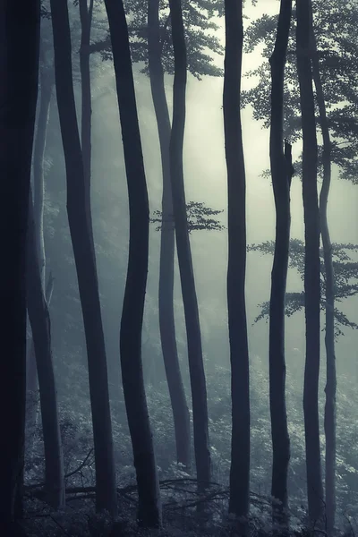 Деталь дерев в контрсвітлі в лісі з туманом — стокове фото