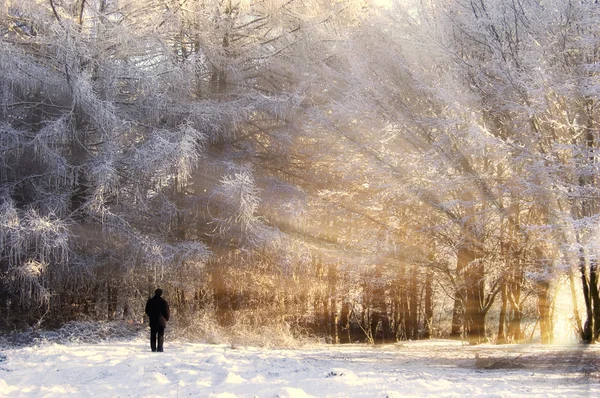 Bela floresta congelada, com raios de sol — Fotografia de Stock