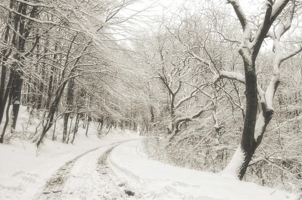 Vinterväg i skogen — Stockfoto