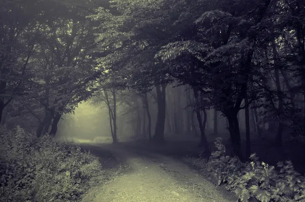 Een donkere weg door het bos — Stockfoto