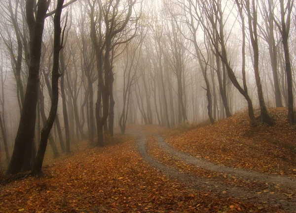 Fog in a red forest in autumn — Stock Photo, Image