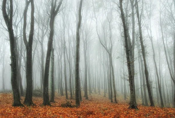 Барвистий ліс восени — стокове фото