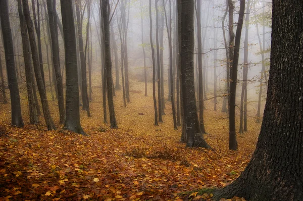 Herbstfarben in einem nebligen Wald — Stockfoto