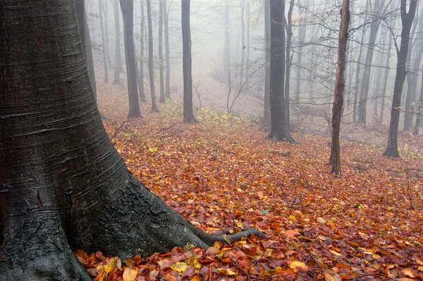 Colores otoñales en un bosque con niebla —  Fotos de Stock