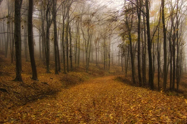 Autumn in an orange forest with fog — Stock Photo, Image