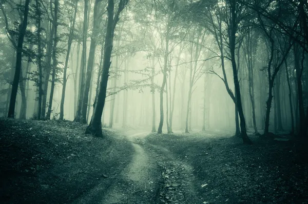 Paesaggio da una foresta buia con nebbia — Foto Stock