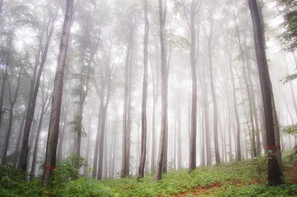 Лес с туманом летом — стоковое фото