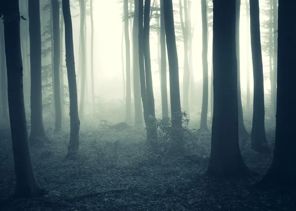 Manhã fria em uma floresta com nevoeiro — Fotografia de Stock