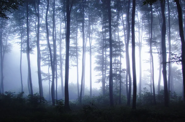 Ανατολή σε ένα δάσος με ομίχλη σε ένα κρύο πρωινό — Φωτογραφία Αρχείου
