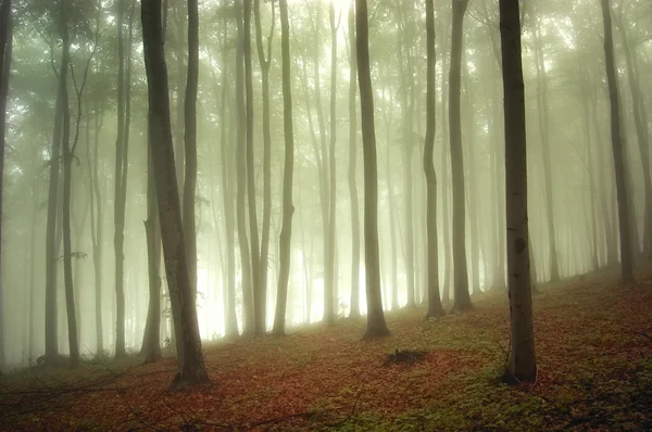Luz del sol en un bosque verde con niebla — Foto de Stock