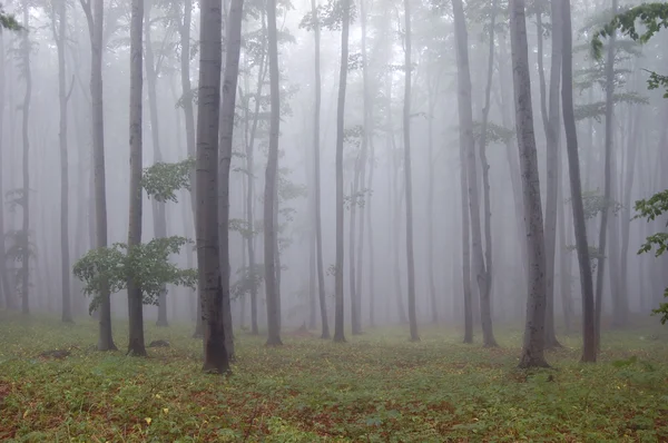 Skogen med dimma och grönt gräs — Stockfoto