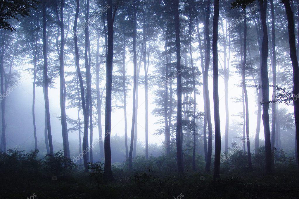 Sunrise in a forest with fog in a cold morning — Stock Photo ...