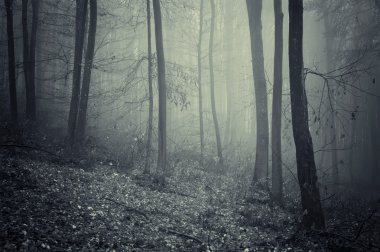 Dark strange forest with fog clipart