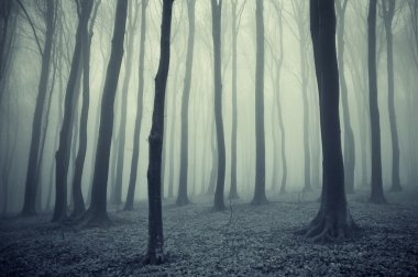 Elegant forest with fog clipart