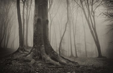 Photo of an old tree with big roots in a misty forest in sepia clipart