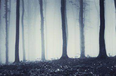 Mysterious dark trees in counterlight in a forest with fog clipart