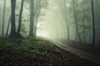 A road through a forest with fog with rain clipart