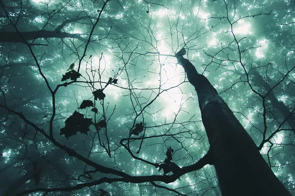 神奇的森林中的树 — 图库照片