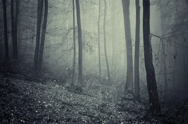 Floresta estranha escura com nevoeiro — Fotografia de Stock