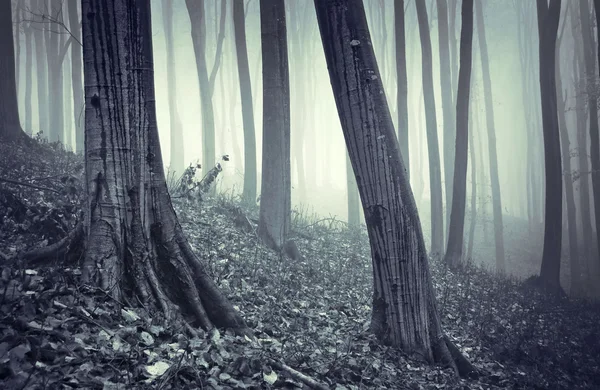 Eső, köd az erdő — Stock Fotó