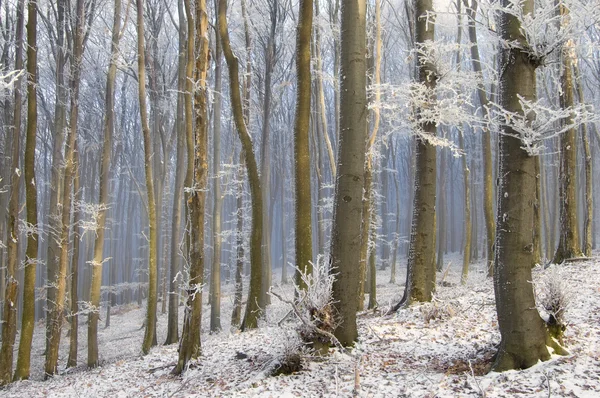Mglisty zimowy poranek w lesie mrożone — Zdjęcie stockowe