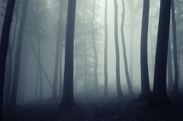 Niebla en un hermoso bosque con árboles elegantes —  Fotos de Stock