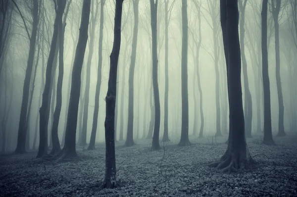 Elegancki lasu z mgły — Zdjęcie stockowe