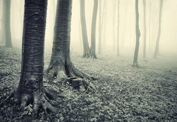 Kmeny stromů v lese — Stock fotografie