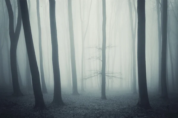 Elegant träd i en kall skog — Stockfoto