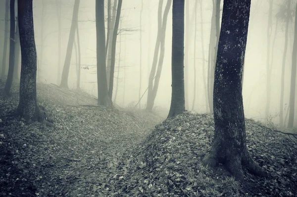 Donker bos met mist tussen bomen — Stockfoto