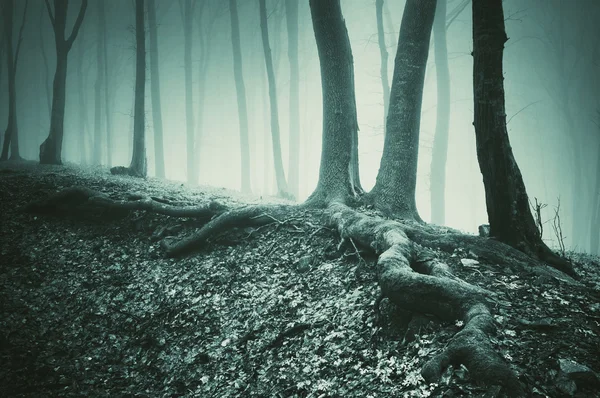 Träd och rötter på marken i en mörk skog — Stockfoto