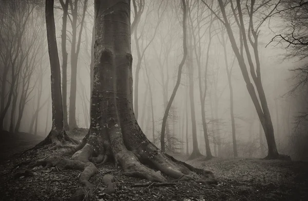 Photo of an old tree with big roots in a misty forest in sepia — Stock Photo, Image