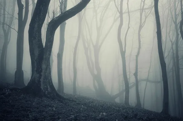 Extrañas camisetas de aspecto en un bosque oscuro con niebla — Foto de Stock