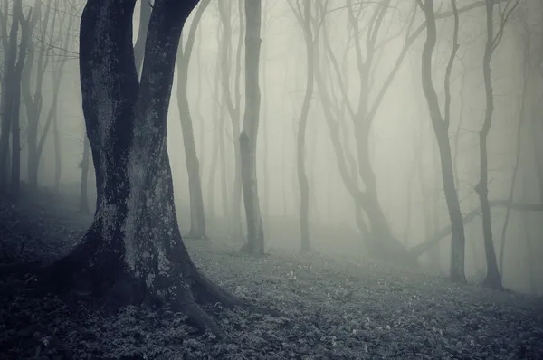 Gamla träd i en skog med fog — Stockfoto