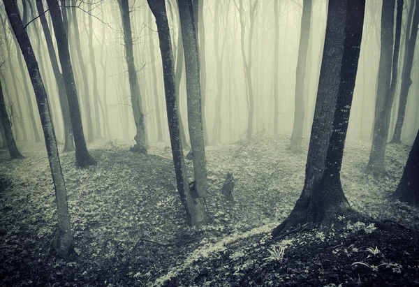 Wald mit Nebel und dunklen Bäumen — Stockfoto