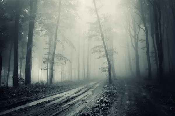 Route à travers une forêt effrayante avec du brouillard — Photo
