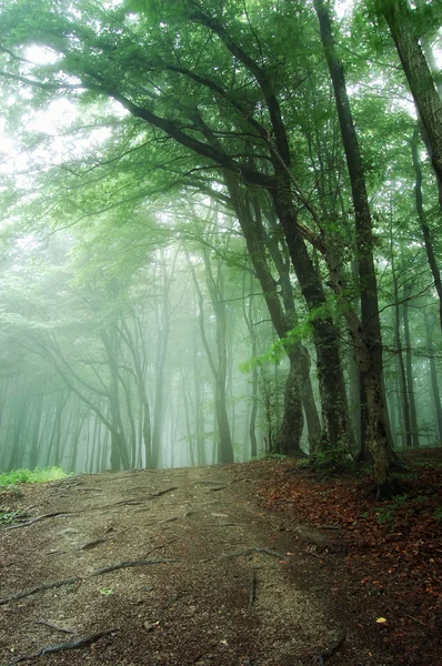 Дорога через зеленый лес с туманом — стоковое фото