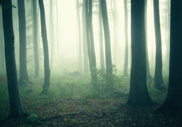 Mlha mezi stromy v lese temné a tajemné — Stock fotografie