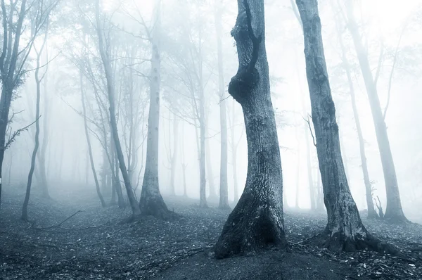 Gamla träd i en skog med fog — Stockfoto