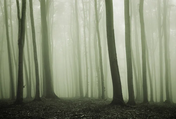Зеленый туман в лесу на рассвете с туманом — стоковое фото