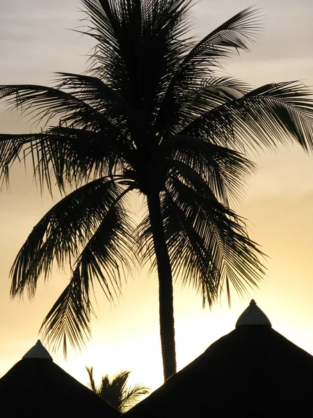 Silhouette de palmier — Photo