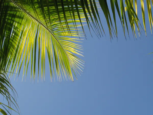 Ramo da palma — Fotografia de Stock