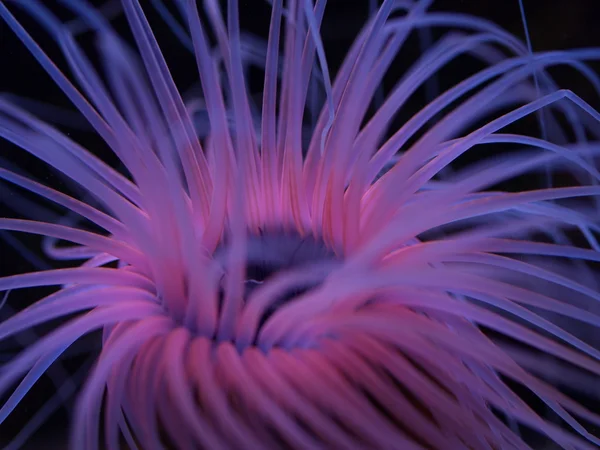 Różowy morskiego anemonu — Zdjęcie stockowe