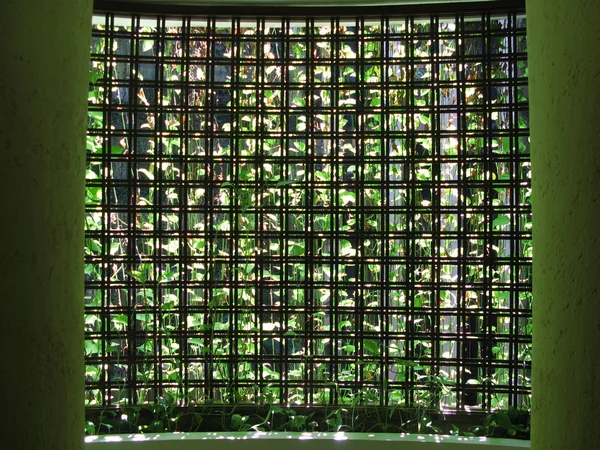 Plant Curtain — Stock Photo, Image