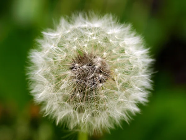 stock image White Dandelion