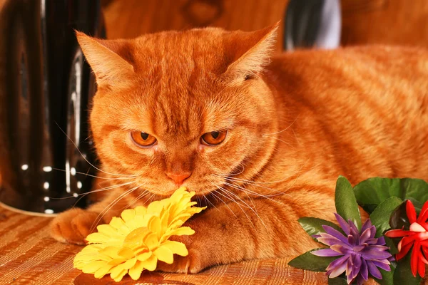 Redhead kedi — Stok fotoğraf