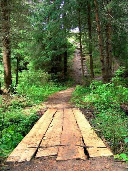 stock image The bridge in a wood